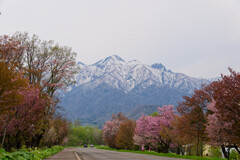 桜と雪山