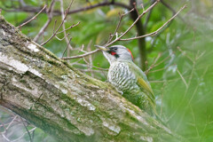 アオゲラ♀