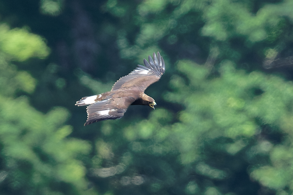 鳴きながら飛ぶ