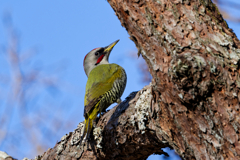 アオゲラ♂
