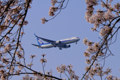 桜とANA B767