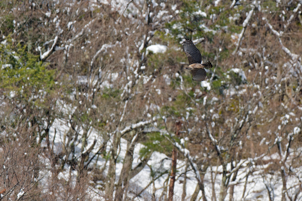 残雪を翔ぶクマタカ