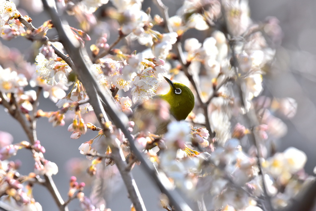 サクランボの受粉