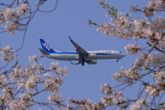 桜とANA B737