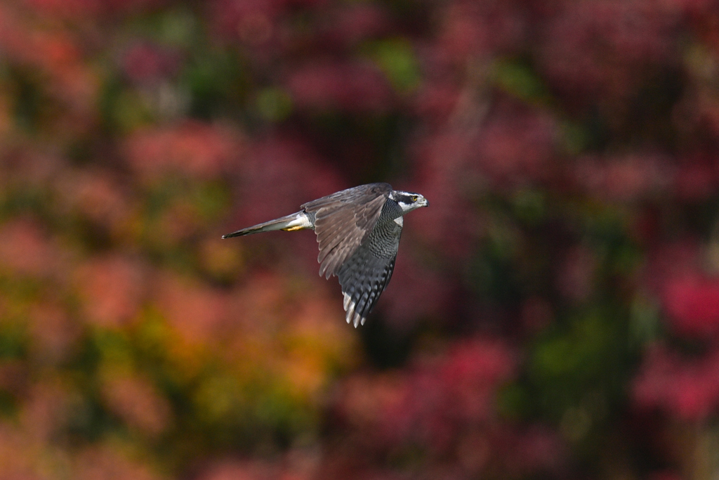 紅葉の中を飛ぶ-1
