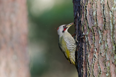 アオゲラ♀