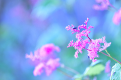 山頂近くで咲く花