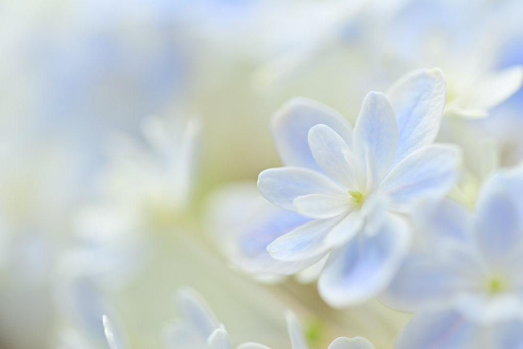 開花間もない万華鏡