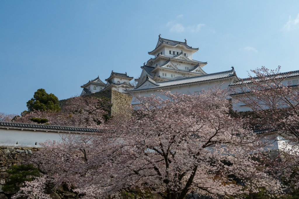 白鷺城の春