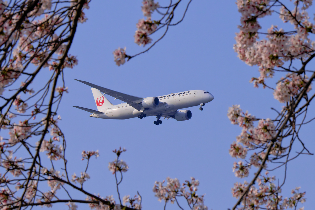 桜とJAL B787