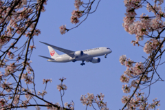 桜とJAL B787