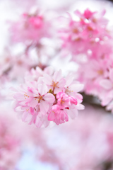しだれ桜