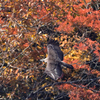 紅葉を飛ぶ