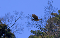 クマタカ成鳥