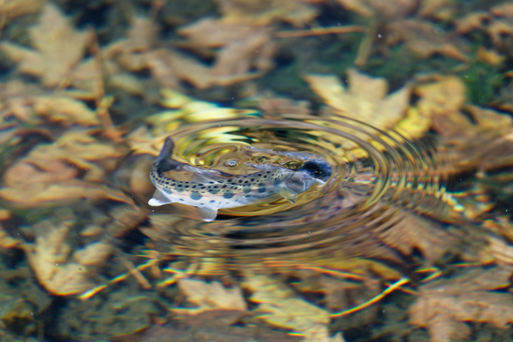 ヤマメの波紋
