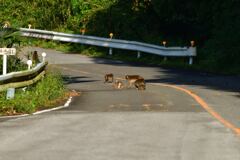 道路で遊んではいけません