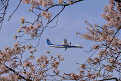 桜と飛行機-4