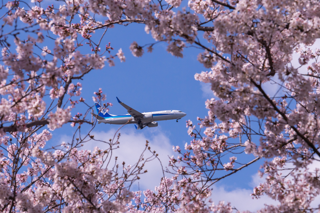 桜の額縁　1