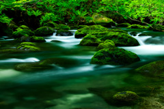 苔と渓流