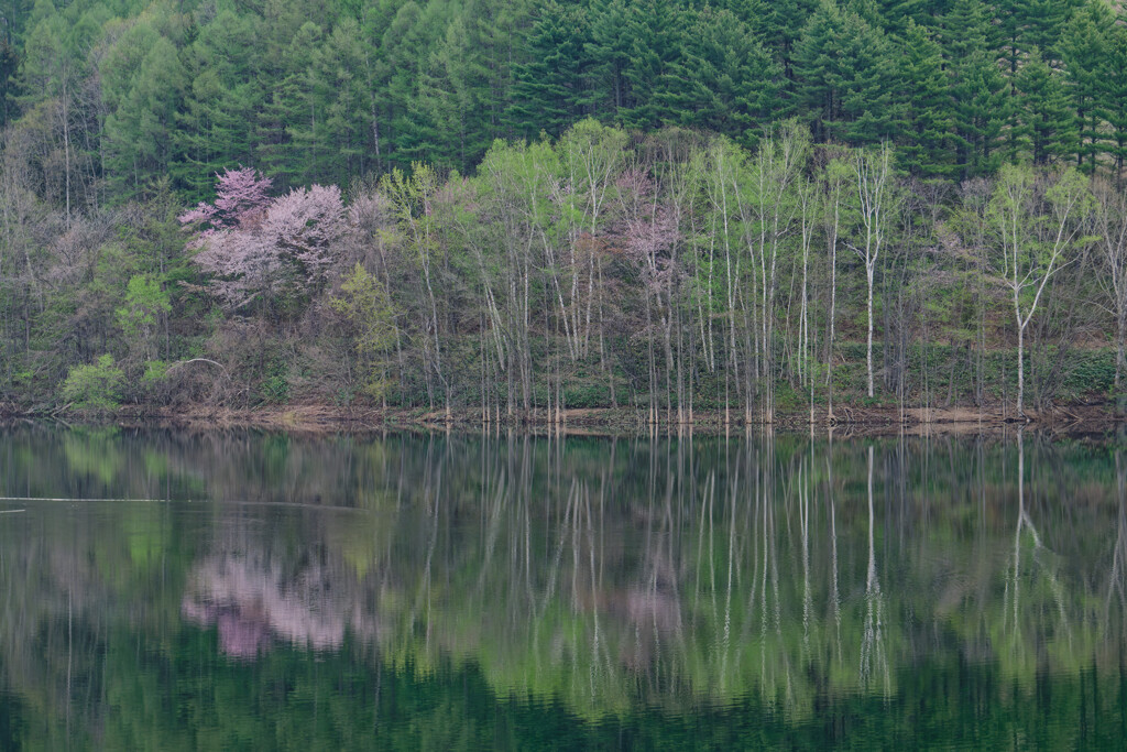 ダム湖の桜と新緑