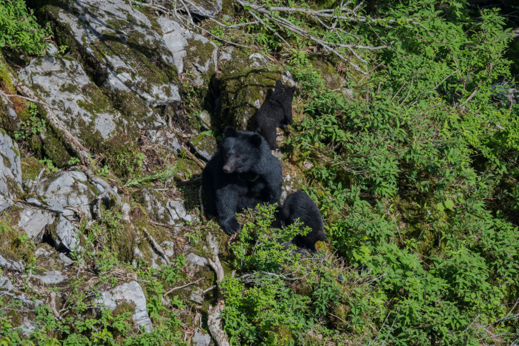 クマさんに出会った