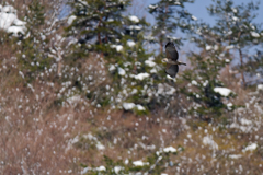 残雪を翔ぶクマタカ幼鳥