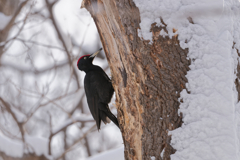 クマゲラ♂