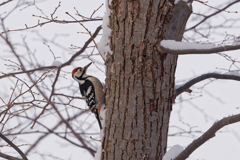 オオアカゲラ♂