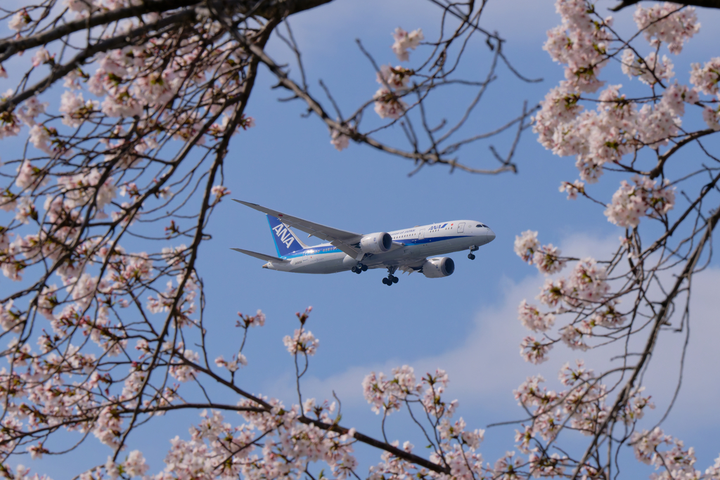 桜と飛行機-6