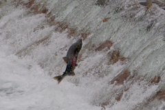 サーモン サーモン