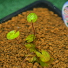 小さな葉