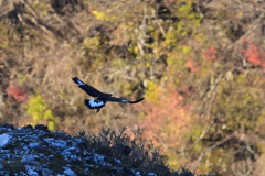 遠くの飛び出し-3