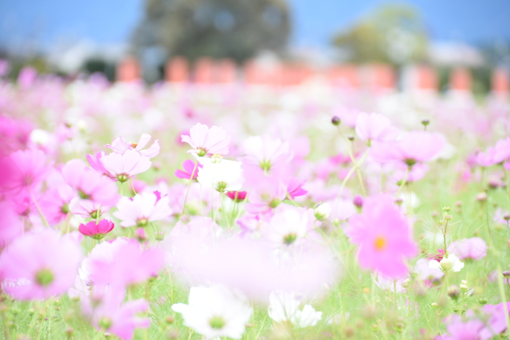 咲き誇る花♪♬.*ﾟ