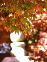 紅葉ミックス♪