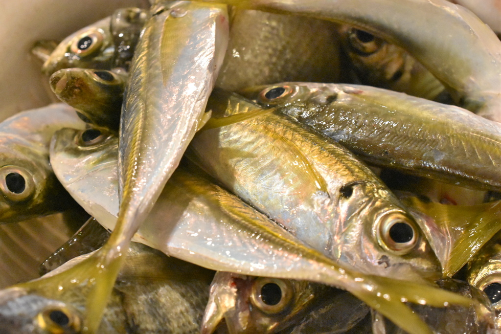 海の恵み♪(*´∀`)♪