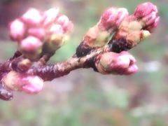 まだ咲いてないけど…♪