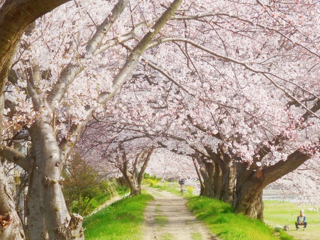 桜のトンネル～♪(*´∀`)♪