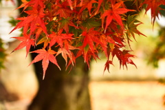 くびれ  •*¨*•.¸¸☆*･ﾟ