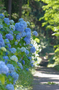 アジサイの路