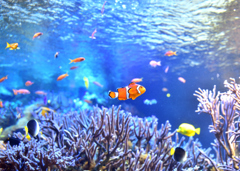 鳥羽水族館