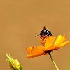 幸せを呼ぶ青い蜂