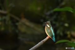 背中美人いや美鳥か