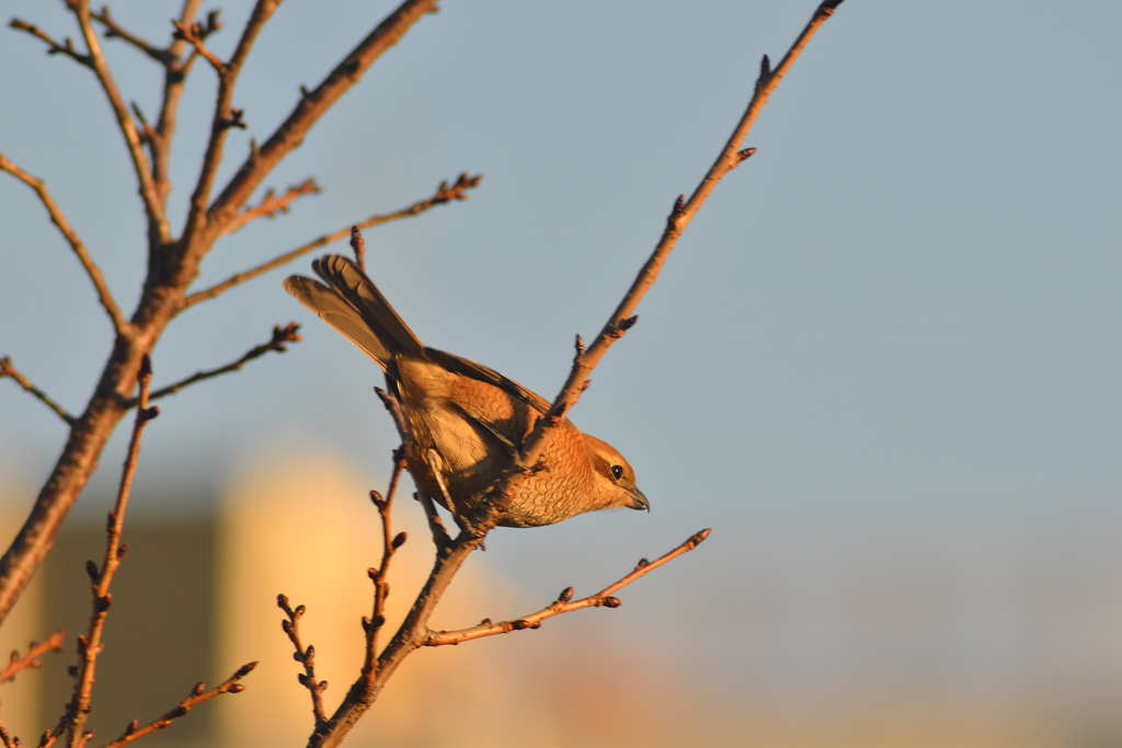 朝陽を浴びるモズ