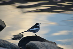 水辺にたたずむ