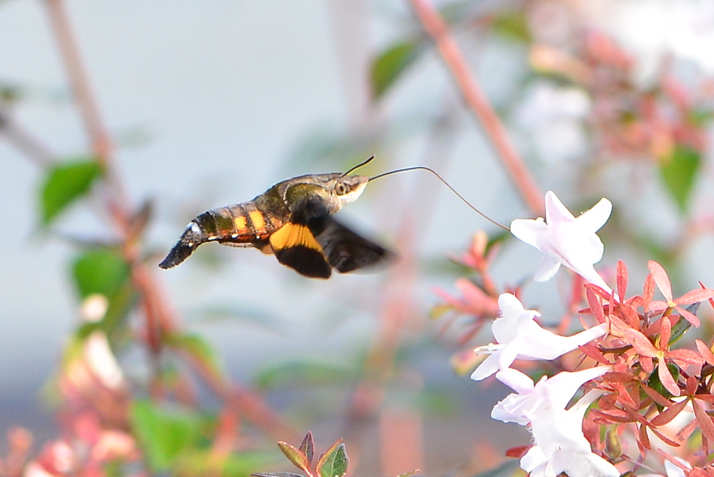 ホバリング蛾！ホシホウジャク