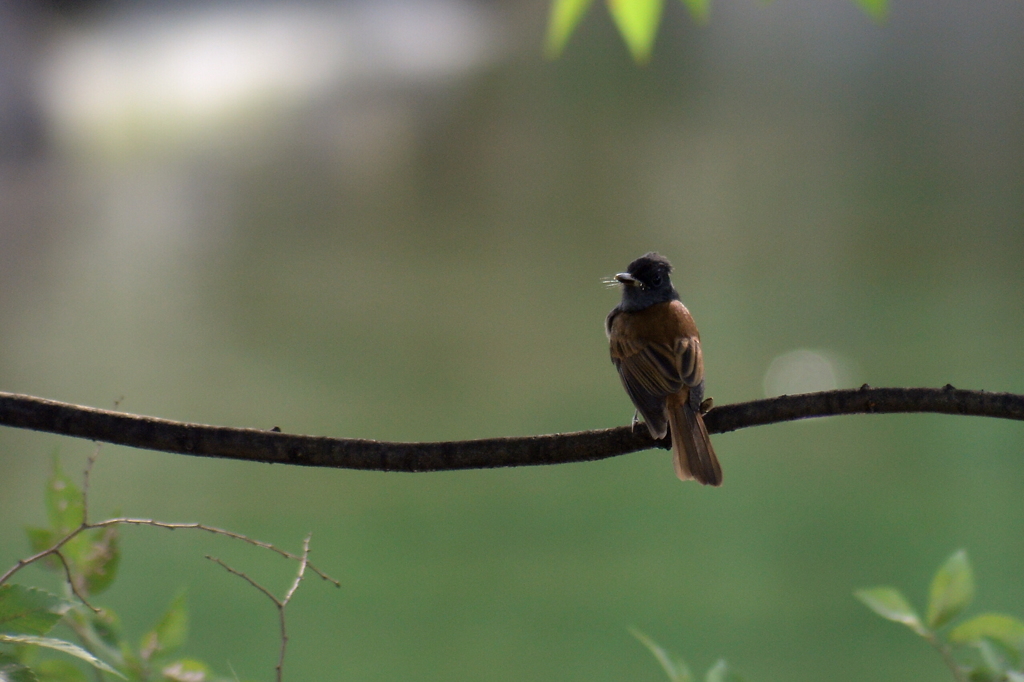 サンコウチョウ