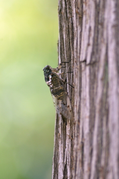 余りにも短い成虫期間
