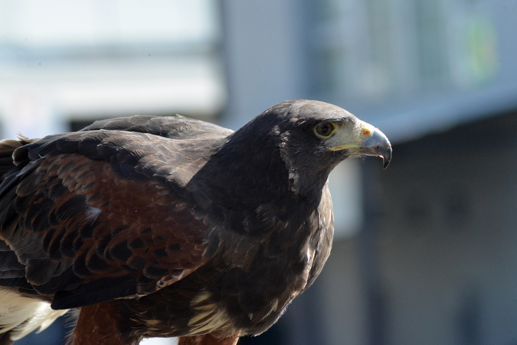 勇ましい猛禽！