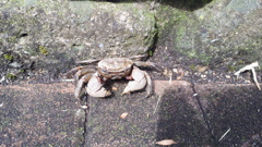 電話でカニが撮れる時代