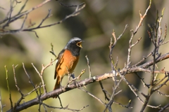 ジョウビタキ　雄